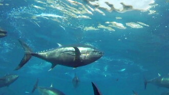Cultivating the Seas: History and Future of the Full-Cycle Cultured Kindai Tuna Trailer