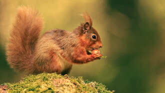 Cumbrian Red: Saving Our Red Squirrels Trailer