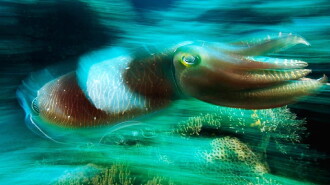 Cuttlefish: Kings of Camouflage Trailer