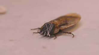 Cyborg Insecten Trailer