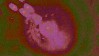 Cygnus OB2#12 Trailer