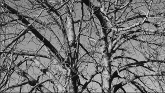 Damned Wood Trailer