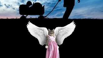 Danke tote Katze Trailer