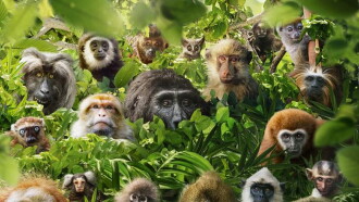 Dans le secret des primates Trailer
