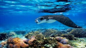 D'Arros, le paradis des Seychelles Trailer