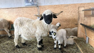 Das schönste Schaf im Wallis Trailer