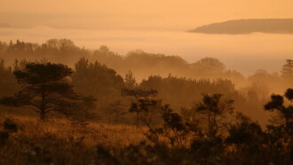 Dawn Chorus: The Sounds of Spring Trailer