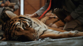 Day of the Tiger Trailer