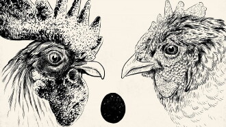 De Gallo Qui Ovavit Trailer