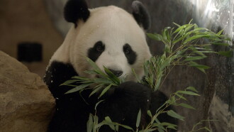 De kleine reuzenpanda vliegt uit Trailer