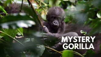 De mystiske gorillaer Trailer