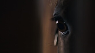 De ødelagte heste Trailer