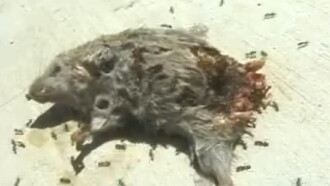 Dead Mouse with Ants Trailer