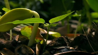 Deep, Down & Dirty: the Science of Soil Trailer