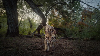 Deep in the Heart: A Texas Wildlife Story Trailer