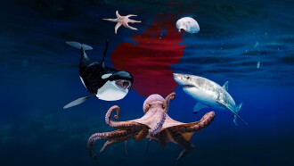 Deep Sea Killers Trailer