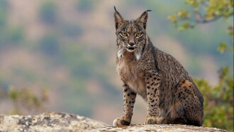 Dehesa: The Forest of the Iberian Lynx Trailer