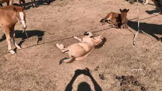 Demarcation Trailer