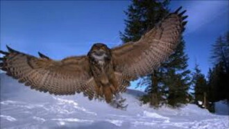 Der Flug der Eule Trailer