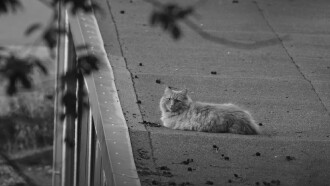 Der Katze ist das alles egal. Trailer