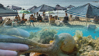 Der Strand: Tierisches aus dem Ferienparadies Trailer