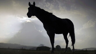 Der Sturm - Tiere bei Blitz und Donner Trailer