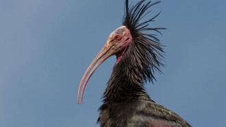 Der Waldrapp: Zugvogel im Aufwind Trailer