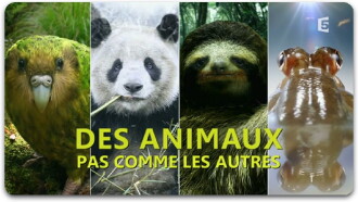 Des animaux pas comme les autres Trailer