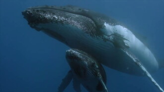 Des baleines, des tortues et des hommes Trailer