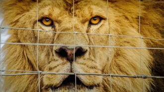 Des lions, des os et des armes - Le trafic des fauves Trailer