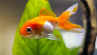 Des poissons, pas si cons ? Trailer