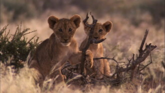 Desert Lions Trailer