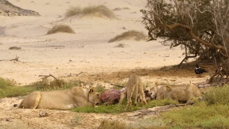 Desert Lions of the Namib - Departure and Return Trailer