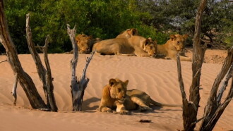 Desert Warriors: Lions of the Namib Trailer