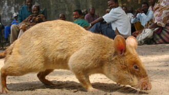 Detecting Danger: Africa's Giant Rats Trailer