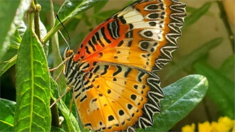 Devenir papillon Trailer
