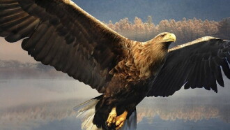 Die Welt der Adler Trailer