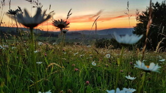 Die Wiese: Ein Paradies nebenan Trailer