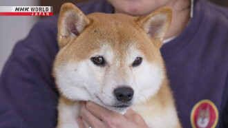 Digging Deep: What Makes Shiba Inu Dogs So Special? Trailer