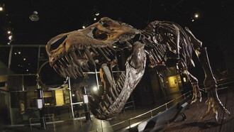 Dinosaur Extinction: Behind the Asteroid Impact Theory Trailer