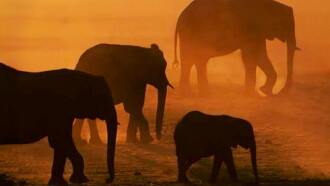 Disneynature: Migration Trailer