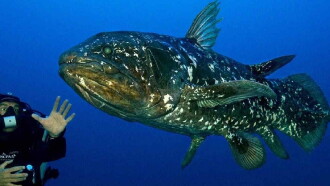 Diving With The Dinosaur Fish Trailer