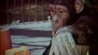 Do Animals Think? Trailer