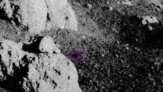 Do Flowers Grow on the Moon? Trailer