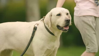 Dog Attack Trailer