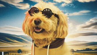 Dog Fugitive Trailer
