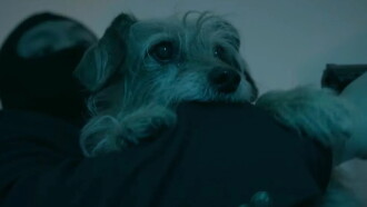Dog Wick Trailer