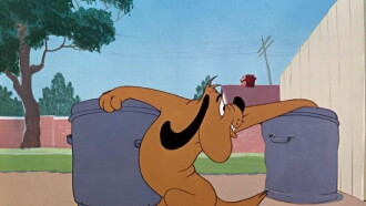 Doggone Cats Trailer