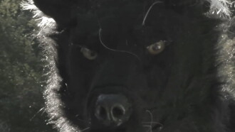 Dogman 2: The Wrath of the Litter Trailer