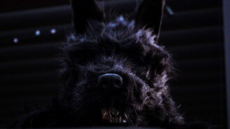 Dogman Trailer